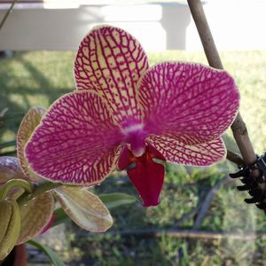 Meet your Posher, Nanette